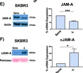 Fig.3.E showing Western Blotting from the publication: Cleavage of the extracellular domain of junctional adhesion molecule-A is associated with resistance to anti-HER2 therapies in breast cancer settings.