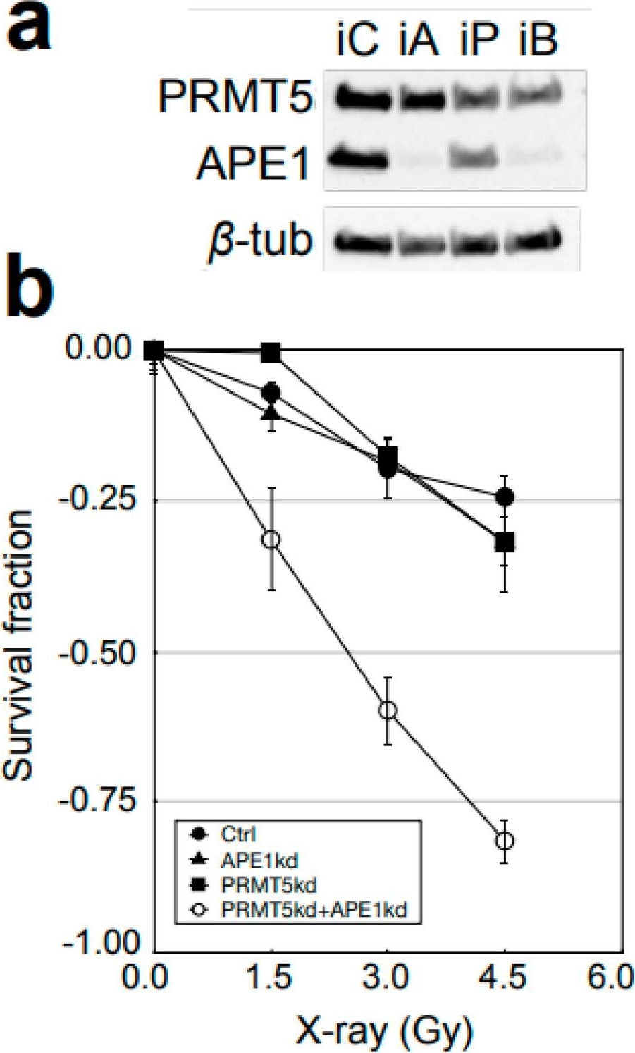Fig.5.A showing Western Blotting in a Homo sapiens (Human) sample from the publication: Copy Number Variation That Influences the Ionizing Radiation Sensitivity of Oral Squamous Cell Carcinoma.