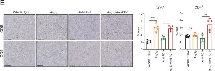 Fig.6.E showing Immunohistochemistry in a Mus musculus (House mouse) sample from the publication: Arsenic sulfide enhances the therapeutic effect of hepatocellular carcinoma immunotherapy through STAT3-THBS1/CD47 pathway.