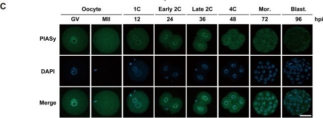 Fig.2.C showing Immunocytochemistry-immunofluorescence from the publication: Perturbation of maternal PIASy abundance disrupts zygotic genome activation and embryonic development via SUMOylation pathway.