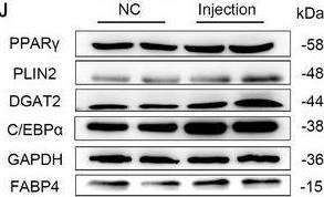 Fig.5.J showing Western Blotting from the publication: Lipid Droplet-Derived Biomimetic Nanocarriers for the Enhancement of Porcine Intermuscular Fat Content.