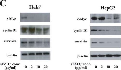 Fig.2.C showing Western Blotting in a Homo sapiens (Human) sample from the publication: Soluble Frizzled-7 receptor inhibits Wnt signaling and sensitizes hepatocellular carcinoma cells towards doxorubicin.