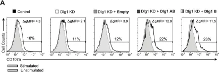 Fig.5.A showing Flow cytometry/Cell sorting in a Mus musculus (House mouse) sample from the publication: Discs Large Homolog 1 Splice Variants Regulate p38-Dependent and -Independent Effector Functions in CD8+ T Cells.