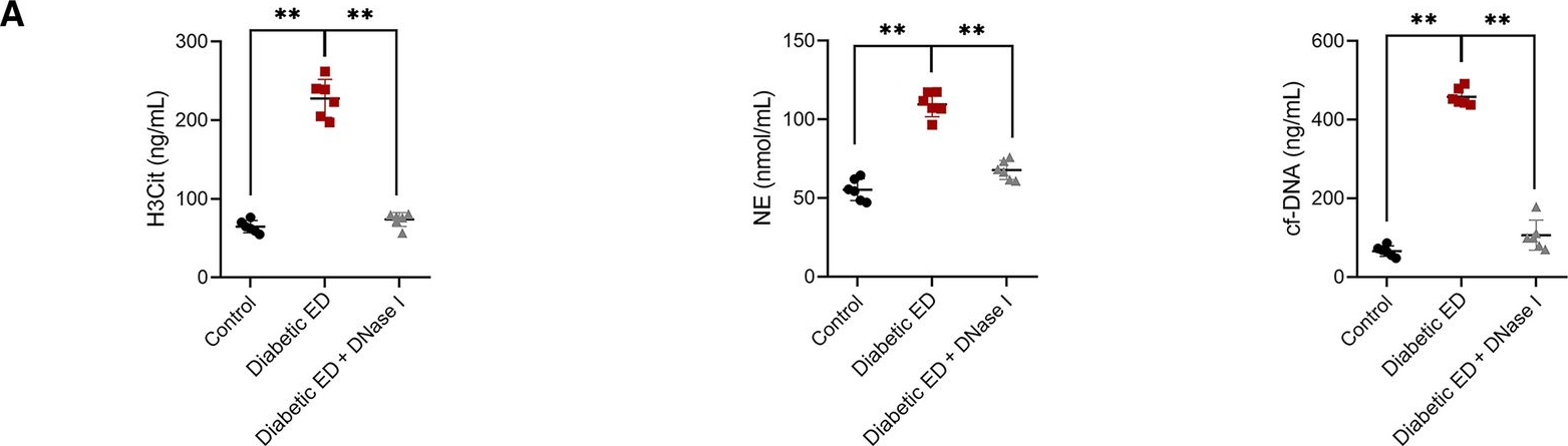 Fig.4.A showing Flow cytometry/Cell sorting from the publication: Neutrophil extracellular traps promote erectile dysfunction in rats with diabetes mellitus by enhancing NLRP3-mediated pyroptosis.