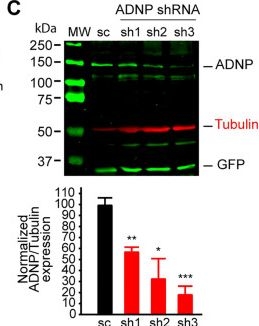Fig.8.C showing Western Blotting in a Mus musculus (House mouse) sample from the publication: Transcriptomic alterations in APP/PS1 mice astrocytes lead to early postnatal axon initial segment structural changes.