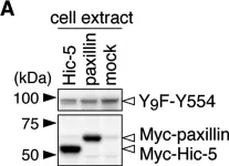 Fig.4.A showing Western Blotting in a Homo sapiens (Human) sample from the publication: Specific dephosphorylation at tyr-554 of git1 by ptprz promotes its association with paxillin and hic-5.