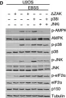 Fig.2.D showing Western Blotting from the publication: Ribosome stalling is a signal for metabolic regulation by the ribotoxic stress response.