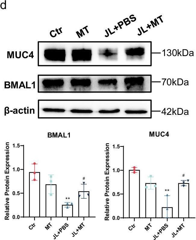 Fig.6.D showing Western Blotting in a Homo sapiens (Human) sample from the publication: Circadian disruption reduces MUC4 expression via the clock molecule BMAL1 during dry eye development.