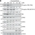 Fig.1.C showing Western Blotting from the publication: Stabilization of CDK6 by ribosomal protein uS7, a target protein of the natural product fucoxanthinol.