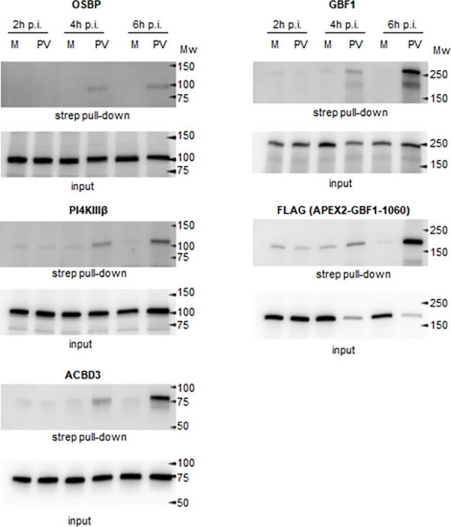 Fig.2.C showing Western Blotting in a Homo sapiens (Human) sample from the publication: A Proximity biotinylation assay with a host protein bait reveals multiple factors modulating enterovirus replication.