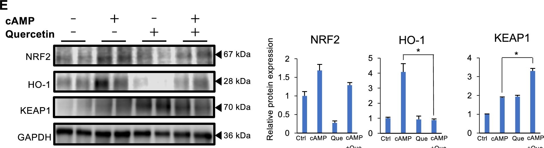 Fig.3.E showing Western Blotting in a Homo sapiens (Human) sample from the publication: Quercetin stimulates trophoblast fusion via the mitochondrial function.