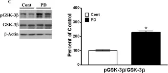 Fig.2.C showing Western Blotting in a Mus musculus (House mouse) sample from the publication: Tauopathic changes in the striatum of A53T α-synuclein mutant mouse model of Parkinson's disease.