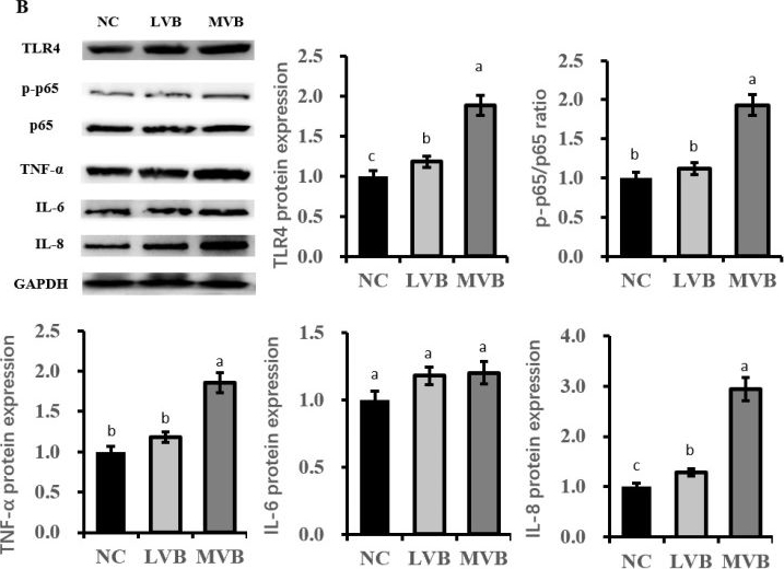 Fig.3.B showing Western Blotting in a Mus musculus (House mouse) sample from the publication: Bovine Mastitis-Derived Bacillus cereus in Inner Mongolia: Strain Characterization, Virulence Factor Identification, and Pathogenicity Validation.