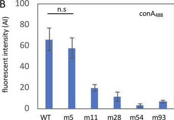 Fig.2.B showing Enzyme-linked immunosorbent assay from the publication: Phage-Resistant Bacteria Reveal a Role for Potassium in Root Colonization.