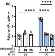 Fig.3.B from the publication: The interleukin-1α stimulated expression of the wrinkle-inducing elastase neprilysin in adult human dermal fibroblasts is mediated via the intracellular signaling axis of ERK/JNK/c-Jun/c-Fos/AP-1.