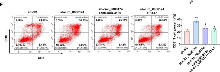 Fig.5.F showing Flow cytometry/Cell sorting from the publication: Circ_0006174 Drives Triple Negative Breast Cancer Progression and Immune Escape Through Regulating miR-3139/PD-L1 Axis.