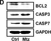 Fig.5.D showing Western Blotting from the publication: Down-regulation of interleukin 7 receptor (IL-7R) contributes to central nervous system demyelination.