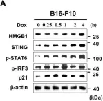 Fig.5.A showing Western Blotting from the publication: HMGB1 orchestrates STING-mediated senescence via TRIM30α modulation in cancer cells.