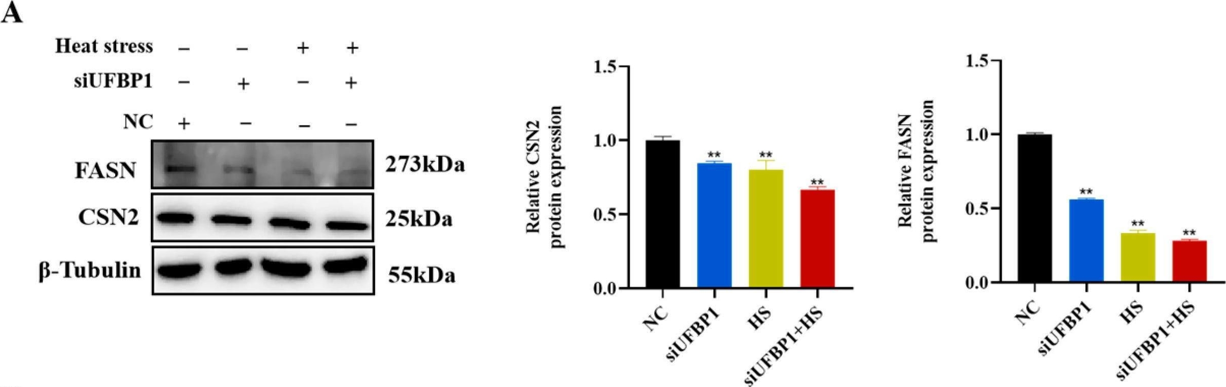 Fig.7.A showing Western Blotting from the publication: UFBP1 Ameliorates Heat Stress-Induced Apoptosis via Mitochondria-Mediated Pathway in Bovine Mammary Epithelial Cells.