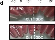 Fig.2.D in a Homo sapiens (Human) sample from the publication: BRAF inhibitors enhance erythropoiesis and treat anemia through paradoxical activation of MAPK signaling.