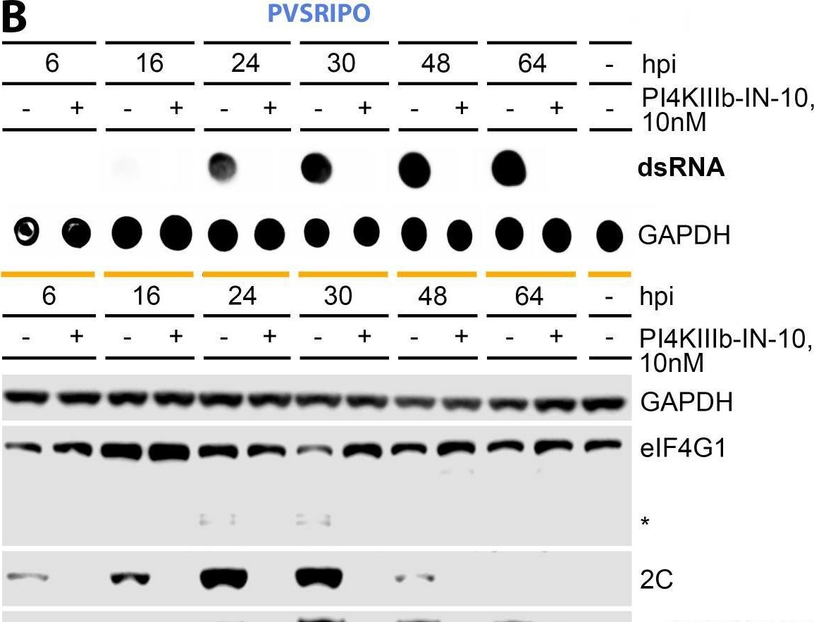 Fig.5.B showing Western Blotting from the publication: Early enterovirus translation deficits extend viral RNA replication and elicit sustained MDA5-directed innate signaling.