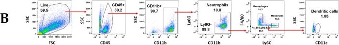 Fig.1.B showing Flow cytometry/Cell sorting in a Mus musculus (House mouse) sample from the publication: Radiation-Induced Innate Neutrophil Response in Tumor Is Mediated by the CXCLs/CXCR2 Axis.