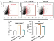 Fig.1.G showing Flow cytometry/Cell sorting from the publication: EP300-ZNF384 transactivates IL3RA to promote the progression of B-cell acute lymphoblastic leukemia.
