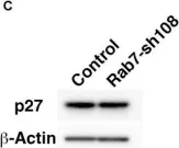 Fig.2.C showing Western Blotting in a Mus musculus (House mouse) sample from the publication: Growth Arrest Triggers Extra-Cell Cycle Regulatory Function in Neurons: Possible Involvement of p27kip1 in Membrane Trafficking as Well as Cytoskeletal Regulation.