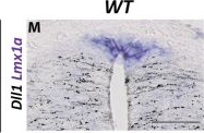 Fig.7.M showing Immunohistochemistry from the publication: Notch signaling is a critical initiator of roof plate formation as revealed by the use of RNA profiling of the dorsal neural tube.