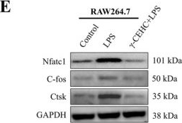 Fig.2.E showing Western Blotting from the publication: Fabp5 Is the Key Regulator Mediating γ-CEHC Differentiation in Osteoblasts and Osteoclasts.