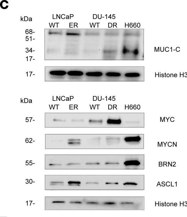 Fig.6.C showing Western Blotting in a Homo sapiens (Human) sample from the publication: MUC1-C dependence in treatment-resistant prostate cancer uncovers a target for antibody-drug conjugate therapy.
