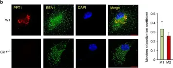 Fig.4.B showing Immunocytochemistry-immunofluorescence in a Mus musculus (House mouse) sample from the publication: Misrouting of v-ATPase subunit V0a1 dysregulates lysosomal acidification in a neurodegenerative lysosomal storage disease model.