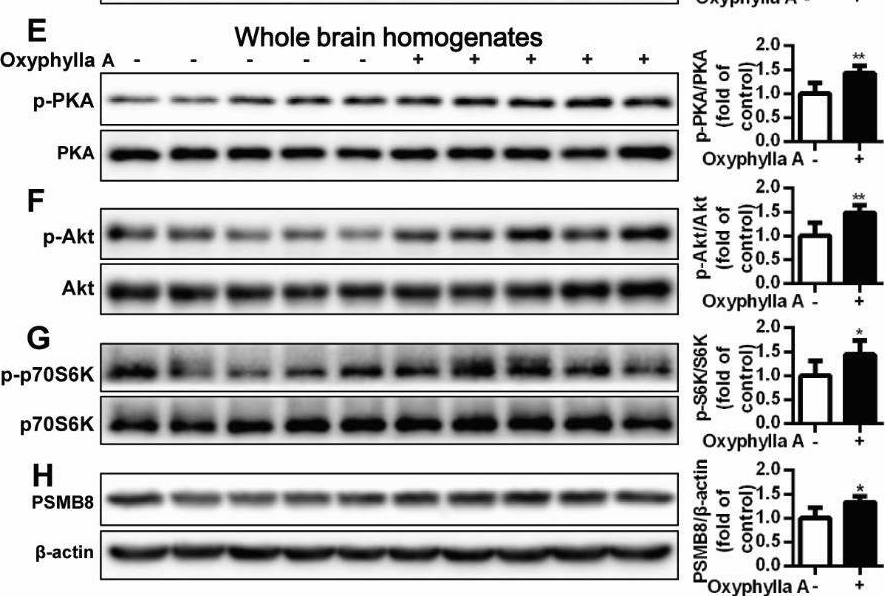 Fig.6.E showing Western Blotting from the publication: Oxyphylla A Promotes Degradation of α-Synuclein for Neuroprotection via Activation of Immunoproteasome.