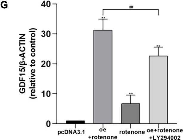 Fig.4.G from the publication: Growth Differentiation Factor 15 Protects SH-SY5Y Cells From Rotenone-Induced Toxicity by Suppressing Mitochondrial Apoptosis.