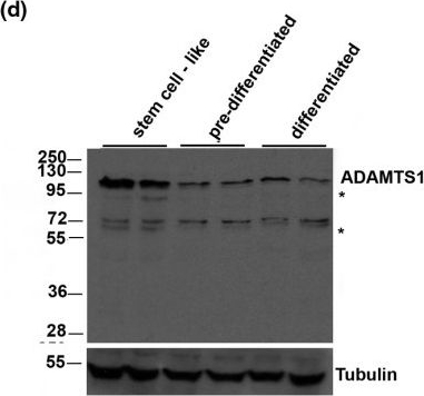 Fig.2.D showing Western Blotting in a Mus musculus (House mouse) sample from the publication: Gene expression in murine mammary epithelial stem cell-like cells shows similarities to human breast cancer gene expression.