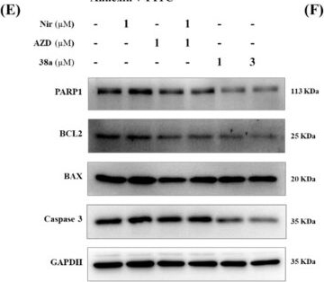 Fig.5.E showing Western Blotting in a Homo sapiens (Human) sample from the publication: Design, synthesis and anti-breast cancer activity evaluation of 6,7-dihydro-5H-pyrrolo[3,4-d]pyrimidine-based PARP1/ATR dual inhibitors.