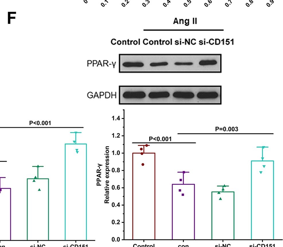 Fig.7.F showing Western Blotting from the publication: RETRACTED: Downregulation of the CD151 protects the cardiac function by the crosstalk between the endothelial cells and cardiomyocytes via exosomes.