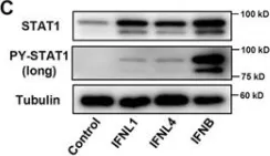 Fig.3.C showing Western Blotting in a Homo sapiens (Human) sample from the publication: IFN-λ4 potently blocks IFN-α signalling by ISG15 and USP18 in hepatitis C virus infection.