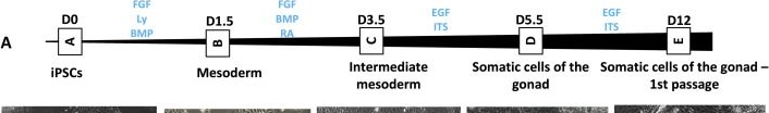 Fig.7.A from the publication: In vitro cellular reprogramming to model gonad development and its disorders.