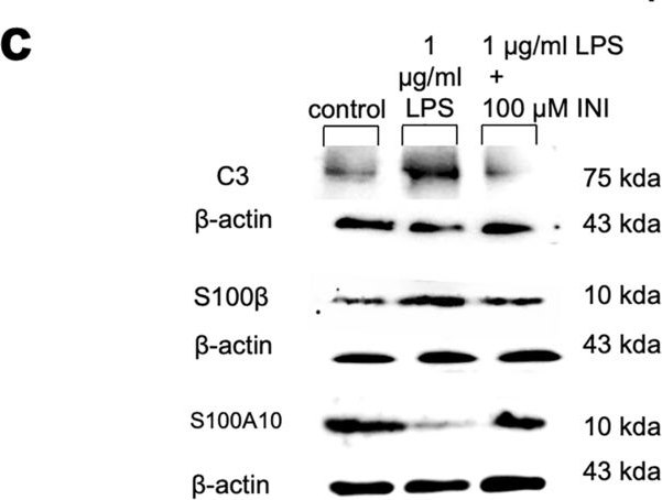 Fig.8.C showing Western Blotting in a Mus musculus (House mouse) sample from the publication: Astroglial connexin 43 is a novel therapeutic target for chronic multiple sclerosis model.