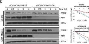 Fig.4.C showing Western Blotting in a Homo sapiens (Human) sample from the publication: SCFβ-TrCP-mediated degradation of TOP2β promotes cancer cell survival in response to chemotherapeutic drugs targeting topoisomerase II.