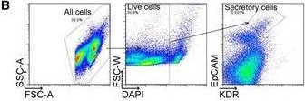 Fig.3.B showing Flow cytometry/Cell sorting from the publication: Airway secretory cell fate conversion via YAP-mTORC1-dependent essential amino acid metabolism.