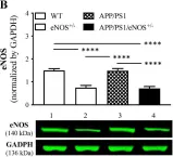 Fig.1.B showing Western Blotting in a Mus musculus (House mouse) sample from the publication: Partial Endothelial Nitric Oxide Synthase Deficiency Exacerbates Cognitive Deficit and Amyloid Pathology in the APPswe/PS1ΔE9 Mouse Model of Alzheimer's Disease.