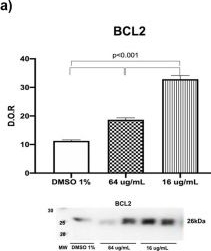 Fig.7.A showing Western Blotting in a Homo sapiens (Human) sample from the publication: Exploring the Bioactive Potential and Chemical Profile of Schinus molle Essential Oil: An Integrated In Silico and In Vitro Evaluation.