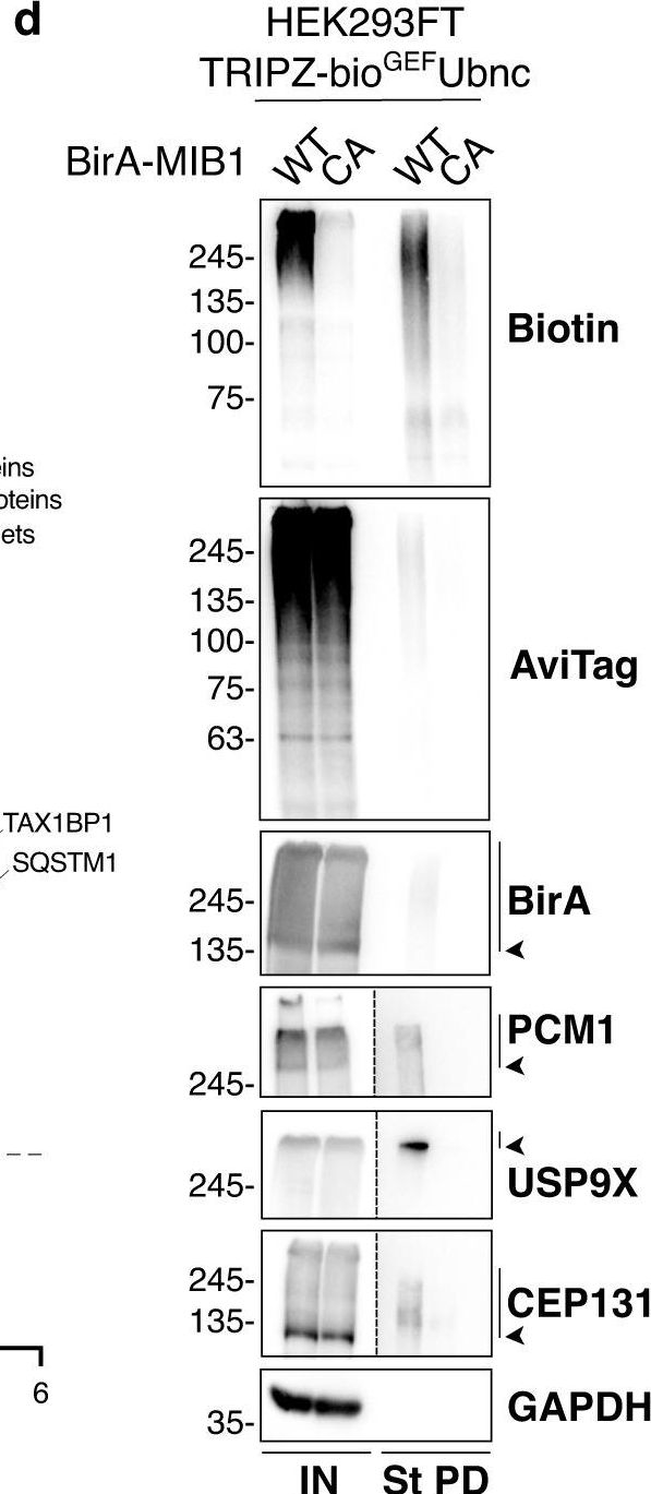 Fig.6.D showing Western Blotting in a Homo sapiens (Human) sample from the publication: BioE3 identifies specific substrates of ubiquitin E3 ligases.