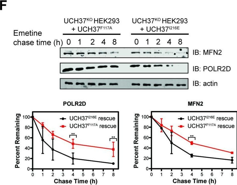 Fig.7.F showing Western Blotting from the publication: A cryptic K48 ubiquitin chain binding site on UCH37 is required for its role in proteasomal degradation.