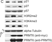 Fig.1.C showing Western Blotting in a Homo sapiens (Human) sample from the publication: Cell cycle regulation by the PRMT6 arginine methyltransferase through repression of cyclin-dependent kinase inhibitors.