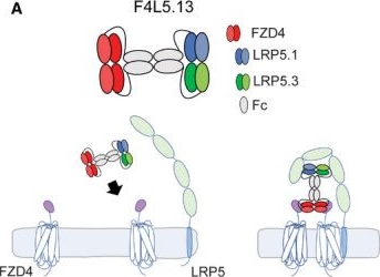 Fig.1.A from the publication: A Norrin/Wnt surrogate antibody stimulates endothelial cell barrier function and rescues retinopathy.