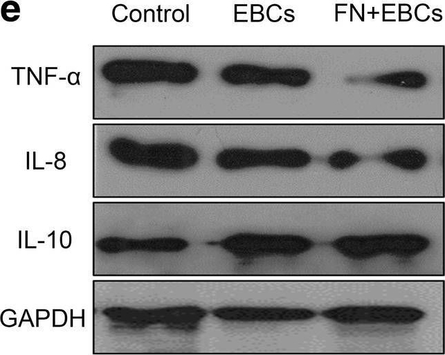 Fig.4.E showing Western Blotting in a Rattus norvegicus (Rat) sample from the publication: Fibronectin precoating wound bed enhances the therapeutic effects of autologous epidermal basal cell suspension for full-thickness wounds by improving epidermal stem cells' utilization.