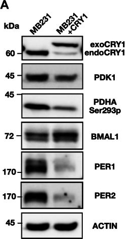 Fig.9.A showing Western Blotting from the publication: Circadian modulation of glucose utilization via CRY1-mediated repression of Pdk1 expression.
